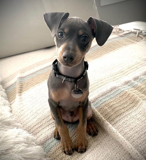 Blue and tan Min Pin Puppy looking ready
