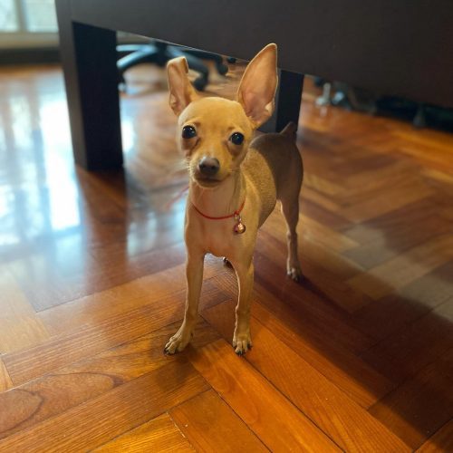 Bright brown mini Pinscher female