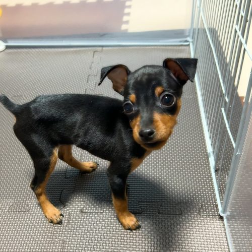 Female Min Pin with standing