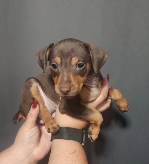 Female chocolate tan with short tail min pin