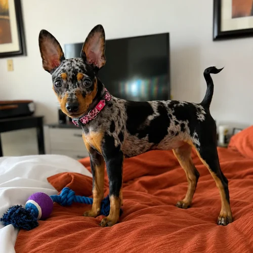 Female merle Miniature pinscher standing