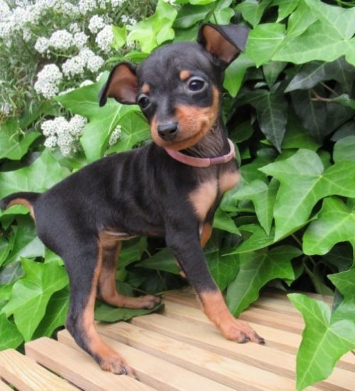 Female min pin puppy beside green leafs
