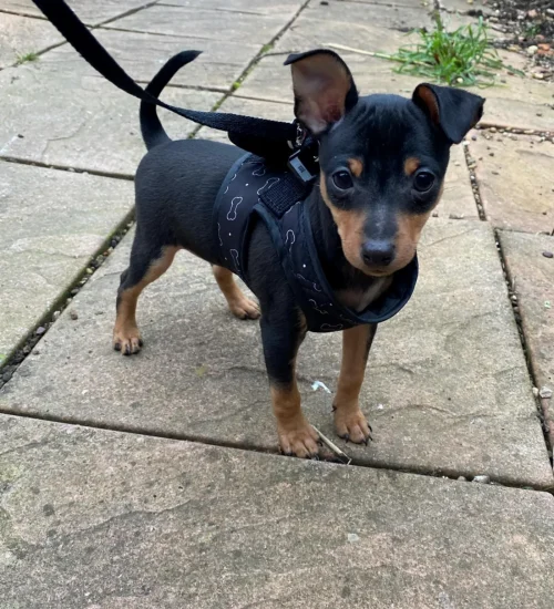 Male black and rust min pin on a leash