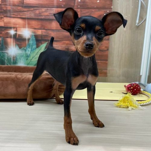 Male black and tan Miniature Pinscher puppy