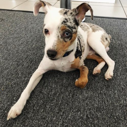 Merle min pin puppy seating calmly
