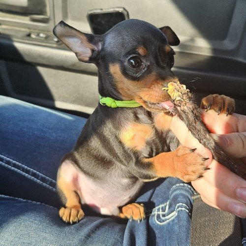 Min Pin Puppies Available
