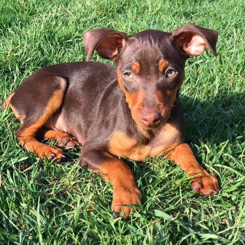 Min pin chocolate under bright sun
