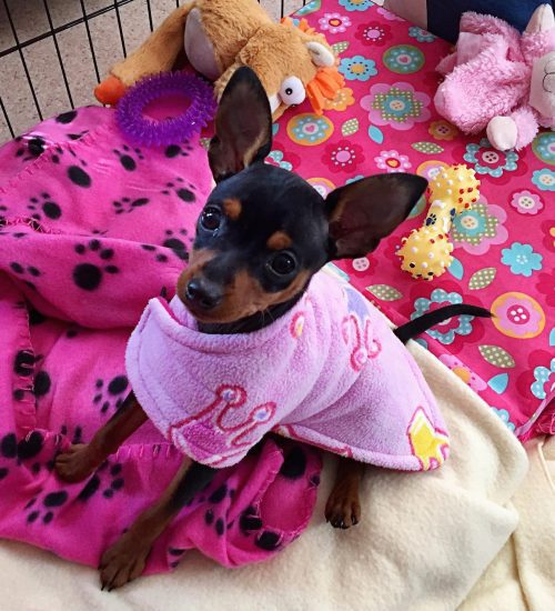 Mini Pins black and tan with pink coat