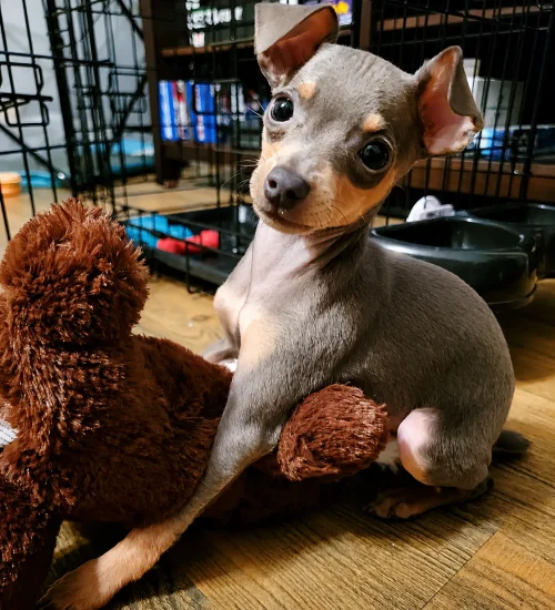 Mini Pinscher Female seated