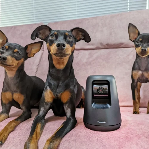 Mini pinscher puppies