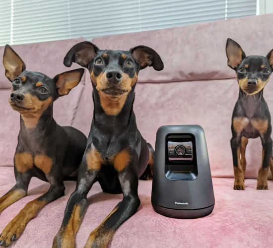 Mini pinscher puppies
