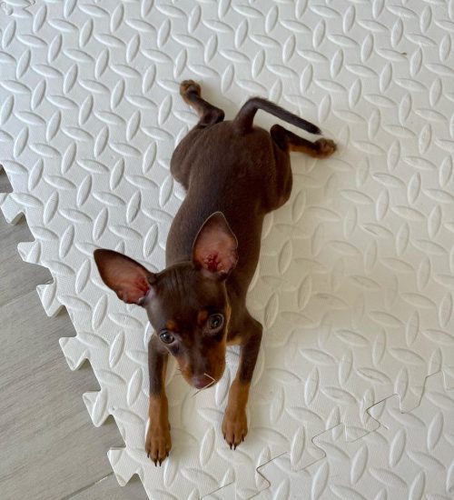 Miniature Pinscher Chocolate tan laying down