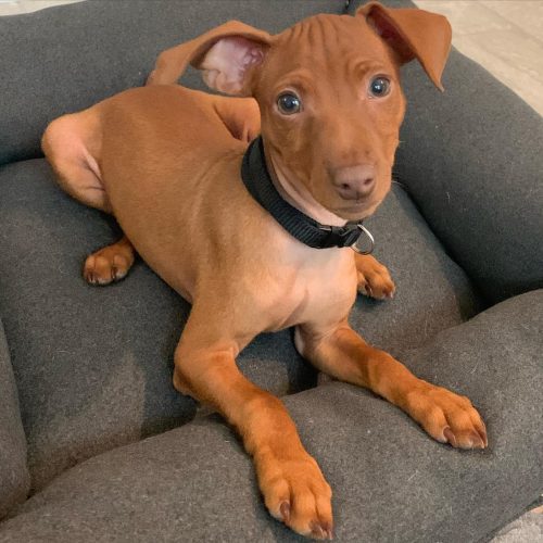 brown male mini pinscher seating down