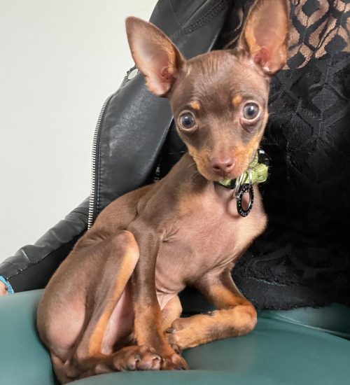 chocolate male min pin looking calm