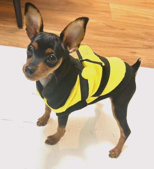 cropped tail female miniature pinscher black and tan