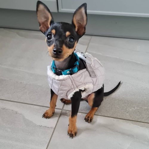 mini pinscher with cropped ears