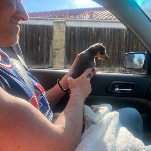 mini pinschers pick up